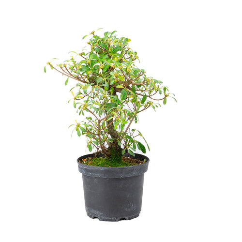 Buiten Bonsai Rhododendron  indicum 'Mihiro' plastic pot 18 cm, hoogte ~45cm Buiten Bonsai Rhododendron  indicum 'Mihiro' plastic pot 18 cm, hoogte ~45cm