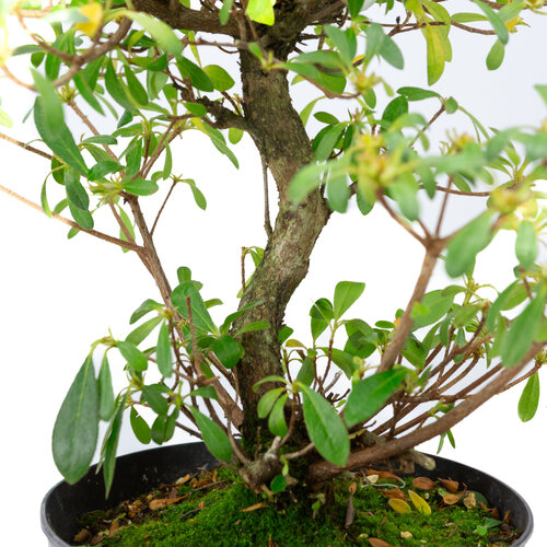Buiten Bonsai Rhododendron  indicum 'Mihiro' plastic pot 18 cm, hoogte ~45cm Buiten Bonsai Rhododendron  indicum 'Mihiro' plastic pot 18 cm, hoogte ~45cm
