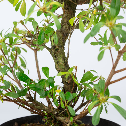 Buiten Bonsai Rhododendron  indicum 'Mihiro' plastic pot 18 cm, hoogte ~45cm Buiten Bonsai Rhododendron  indicum 'Mihiro' plastic pot 18 cm, hoogte ~45cm