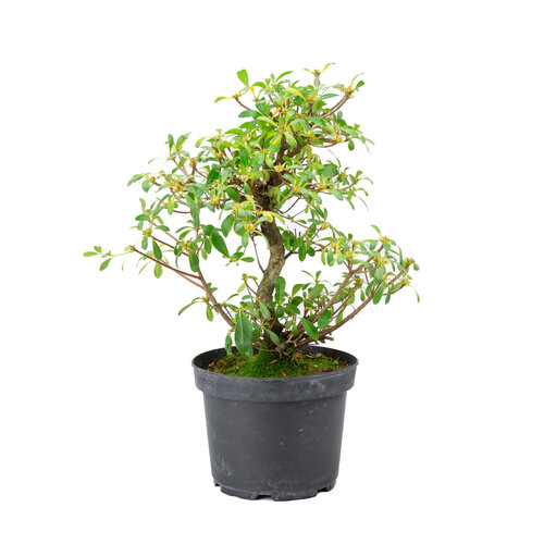 Rhododendron indicum 'Douka rose' plastic rectangular pot 26.5 cm, height~ 50cm Rhododendron indicum 'Douka rose' plastic rectangular pot 26.5 cm, height~ 50cm