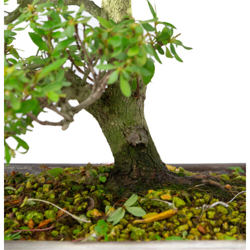 Buiten Bonsai Rhododendron  indicum   'Shunka no hikari' ongeglazuurd rechthoekige pot 30 cm, hoogte ~48cm Buiten Bonsai Rhododendron  indicum   'Shunka no hikari' ongeglazuurd rechthoekige pot 30 cm, hoogte ~48cm