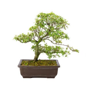 Rhododendron indicum 'Shunka no hikari'  unglazed  rectangular pot 30 cm, height~ 48cm