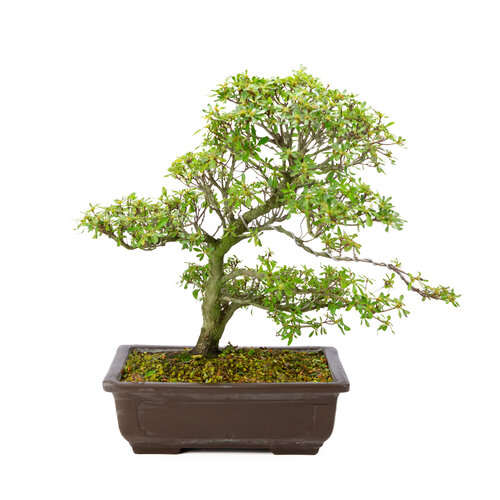 Rhododendron indicum 'Shunka no hikari' unglazed rectangular pot 30 cm, height~ 48cm Rhododendron indicum 'Shunka no hikari' unglazed rectangular pot 30 cm, height~ 48cm
