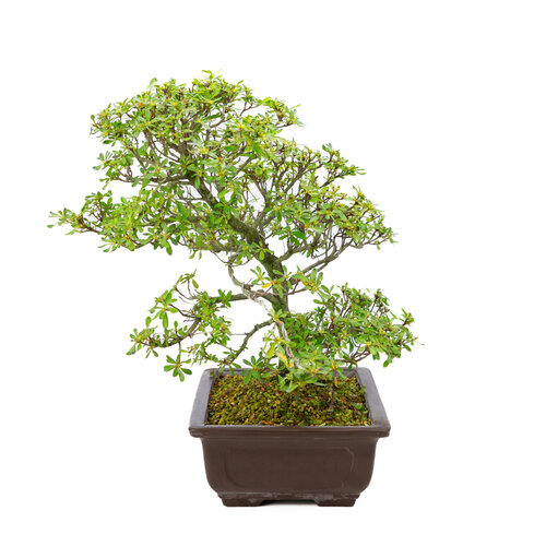 Buiten Bonsai Rhododendron  indicum   'Shunka no hikari' ongeglazuurd rechthoekige pot 30 cm, hoogte ~48cm Buiten Bonsai Rhododendron  indicum   'Shunka no hikari' ongeglazuurd rechthoekige pot 30 cm, hoogte ~48cm