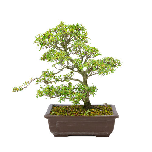 Buiten Bonsai Rhododendron  indicum   'Shunka no hikari' ongeglazuurd rechthoekige pot 30 cm, hoogte ~48cm Buiten Bonsai Rhododendron  indicum   'Shunka no hikari' ongeglazuurd rechthoekige pot 30 cm, hoogte ~48cm