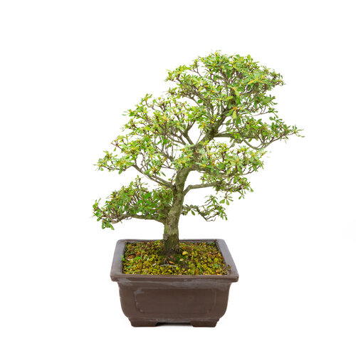 Buiten Bonsai Rhododendron  indicum   'Shunka no hikari' ongeglazuurd rechthoekige pot 30 cm, hoogte ~48cm Buiten Bonsai Rhododendron  indicum   'Shunka no hikari' ongeglazuurd rechthoekige pot 30 cm, hoogte ~48cm