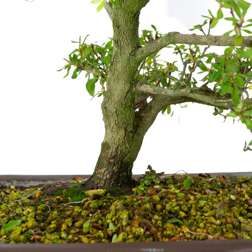 Buiten Bonsai Rhododendron  indicum   'Shunka no hikari' ongeglazuurd rechthoekige pot 30 cm, hoogte ~48cm Buiten Bonsai Rhododendron  indicum   'Shunka no hikari' ongeglazuurd rechthoekige pot 30 cm, hoogte ~48cm