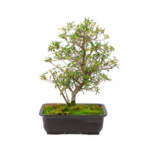 Rhododendron indicum 'Miyu no kagayaki' plastic pot 26.5 cm, height~ 45cm