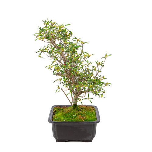 Outdoor Bonsai Rhododendron indicum  'Miyu no kagayaki' plastic pot 26,5 cm, hoogte ~45cm