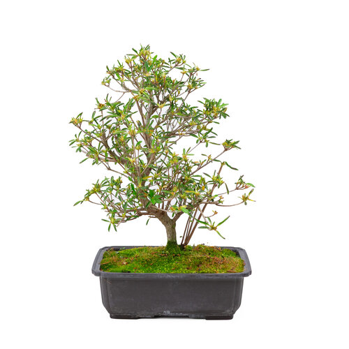 Outdoor Bonsai Rhododendron indicum  'Miyu no kagayaki' plastic pot 26,5 cm, hoogte ~45cm