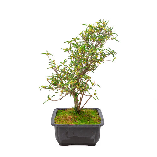 Outdoor Bonsai Rhododendron indicum  'Miyu no kagayaki' plastic pot 26,5 cm, hoogte ~45cm