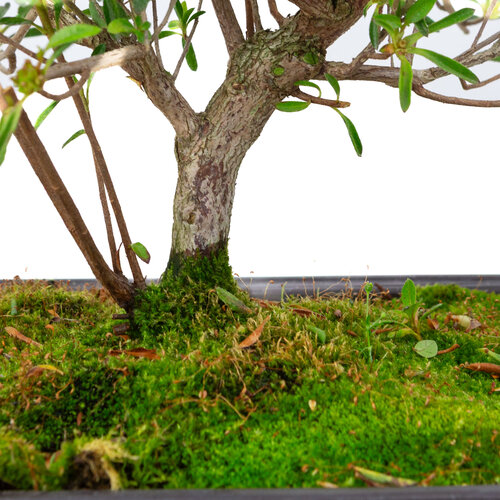 Outdoor Bonsai Rhododendron indicum  'Miyu no kagayaki' plastic pot 26,5 cm, hoogte ~45cm