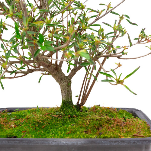 Outdoor Bonsai Rhododendron indicum  'Miyu no kagayaki' plastic pot 26,5 cm, hoogte ~45cm