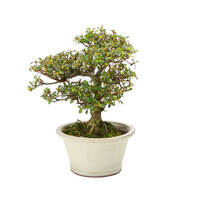 Rhododendron indicum 'Kakuo' cream pot 17 cm, height~ 30cm