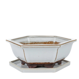 Bonsai pot white hexagon 21.5 cm - set