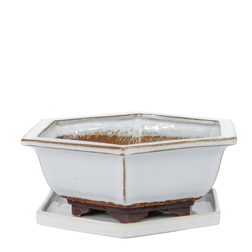 Bonsai pot white hexagon 21.5 cm - set