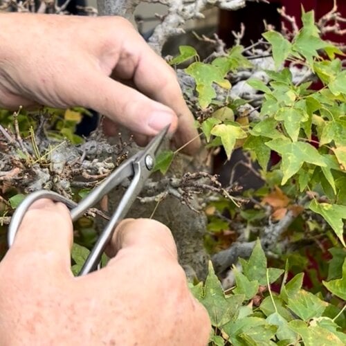 2026 Bonsai Summer Pruning Workshop 2026 Bonsai Summer Pruning Workshop