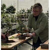 2025 Bonsai Kennismakingsworkshop