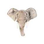 Wild & Soft Wild & Soft - Kop olifant George