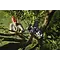 Husqvarna HUSQVARNA ASPIRE STOKSNOEIZAAG PE5-P4A