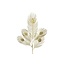 Countryfield  Pauwvaren goud-L1,5B19H84CM