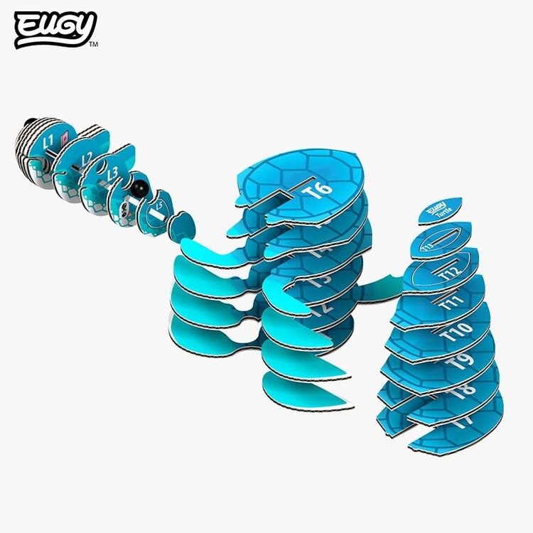 3D Kit Cardboard - Tortoise