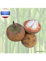 Santol Pre Order 1 kilo