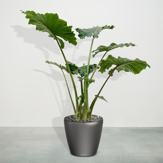 Alocasia Portodora (Elephant Ear) - 150 cm