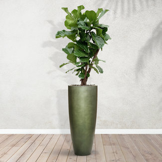 Ficus Lyrata branched - 130 cm