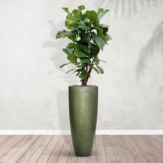 Ficus Lyrata verzweigt - 130 cm