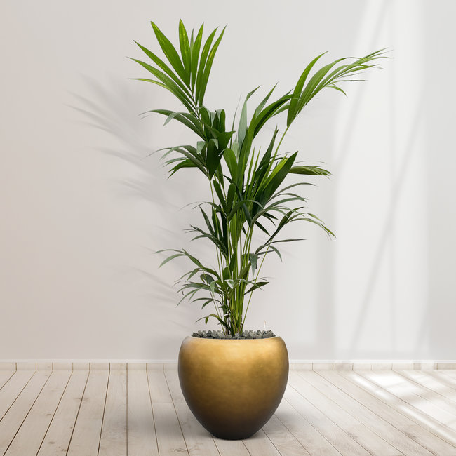 Howea Fosteriana (Kentia Palm) - 180 cm