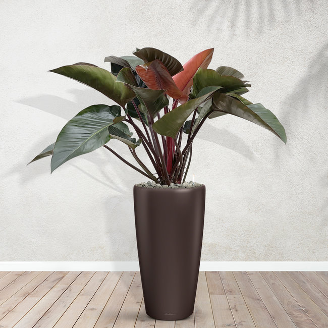 Philodendron Red Beauty - 100 cm