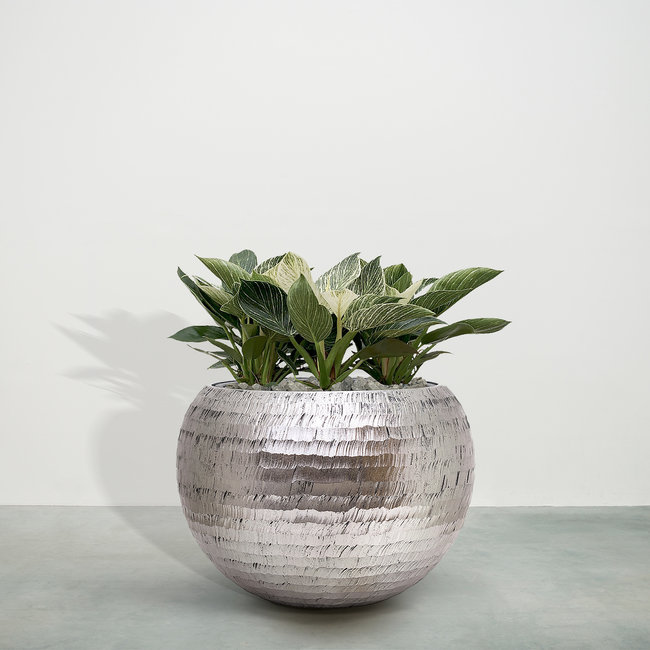 Philodendron White Wave - 30 cm