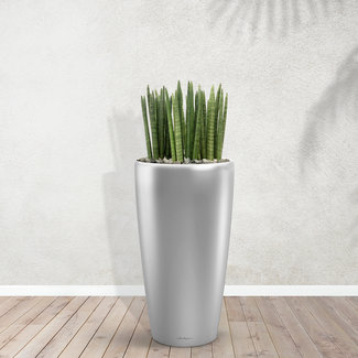 Sansevieria Cylindrika - 30 cm