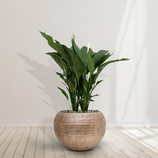 Spathiphyllum - 100 cm