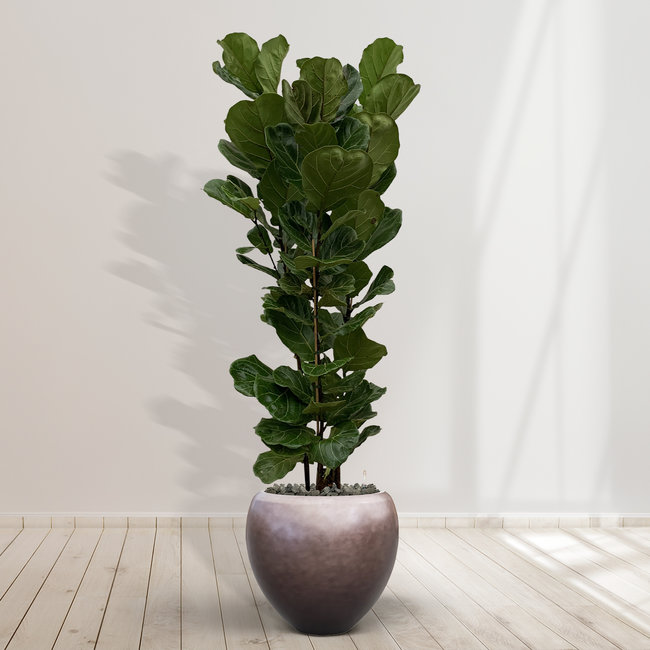 Ficus Lyrata struik - 180 cm