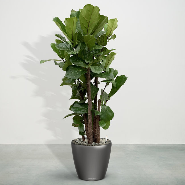 Ficus Lyrata branched - 180 cm