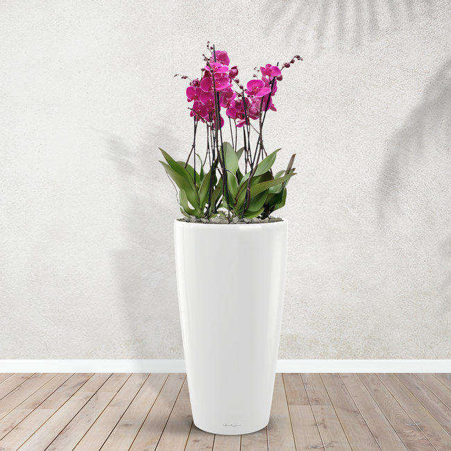 Joyride Orchid (Phalaenopsis) - 70 cm