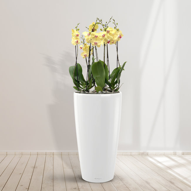 Limelight Orchid (Phalaenopsis) - 70 cm