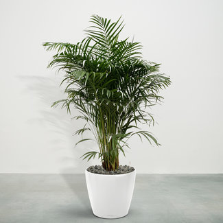 Areca Palm inclusief Joy Wit L