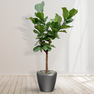 Ficus Lyrata Boom inclusief Joy Antraciet L