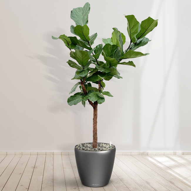 Ficus Lyrata Tree including Joy Charcoal L