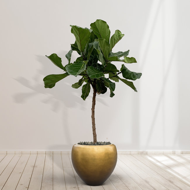 Ficus Lyrata stem including Nora Matt Honey S