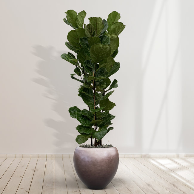 Ficus Lyrata struik inclusief Nora Matt Coffee M