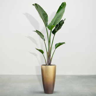 Strelitzia Augusta inclusief Mace Matt Honey S