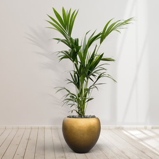 Kentia Palm including Nora Matt Copper S