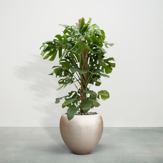 Monstera Deliciosa inklusive Nora Matt Light M