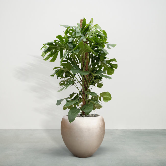 Monstera Deliciosa inclusief Nora Matt Light M