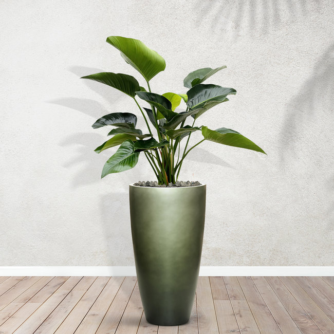 Philodendron Green Beauty inclusief Mace Matt Forest Green S