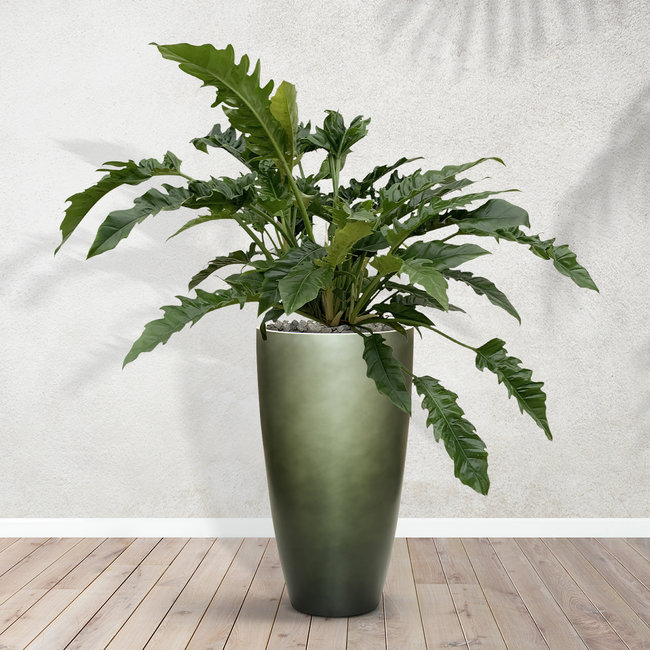 Philodendron Rambo inclusief Mace Matt Forest Green S